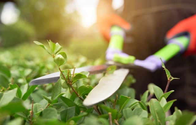 Heckeschneiden, Gartenpflege